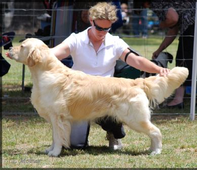 Dog picture