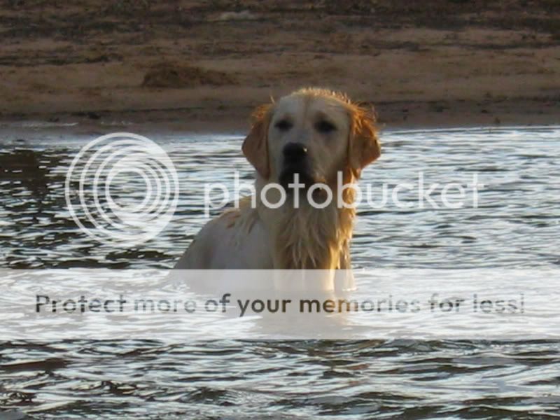 Dog picture