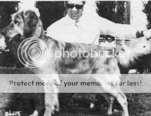 Dog picture