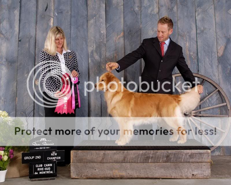 Dog picture