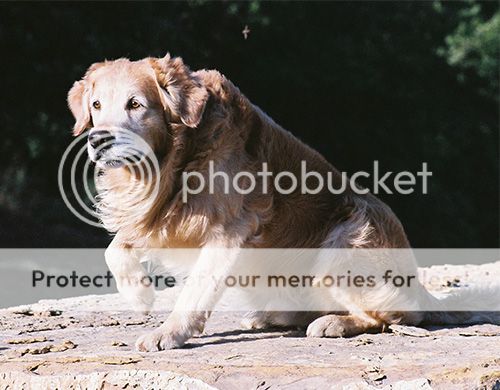 Dog picture