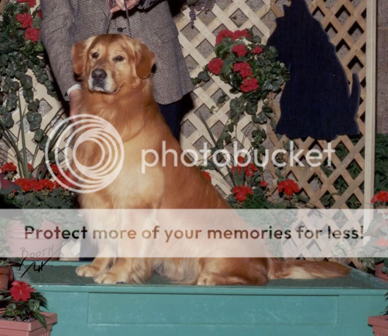 Dog picture