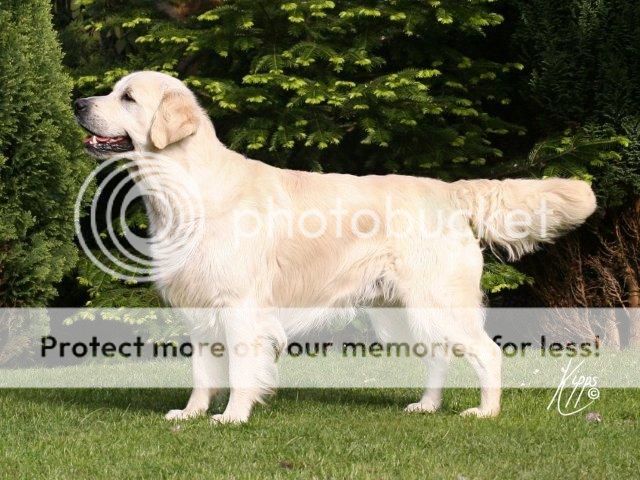 Dog picture