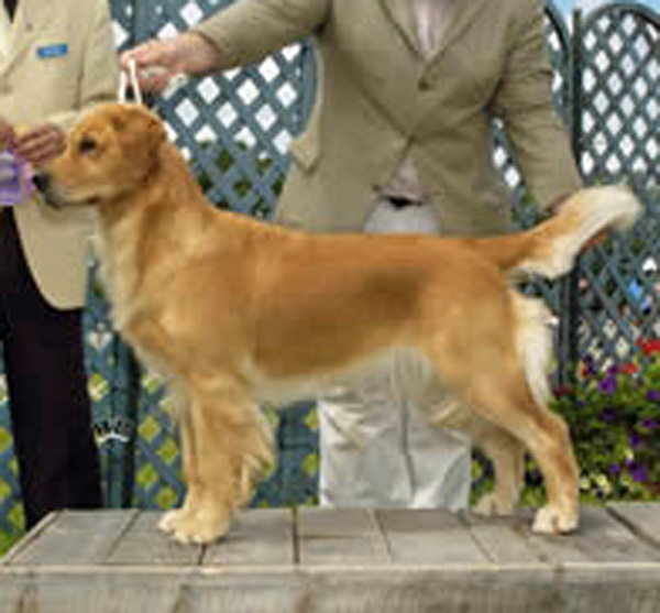 Dog picture