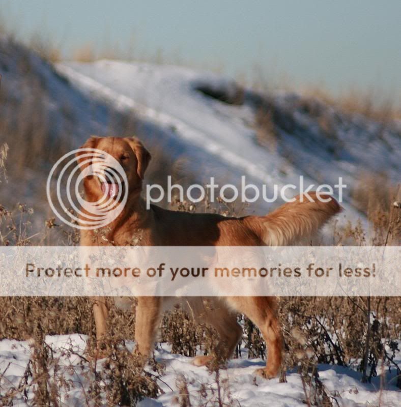 Dog picture