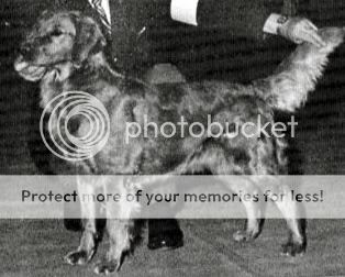 Dog picture