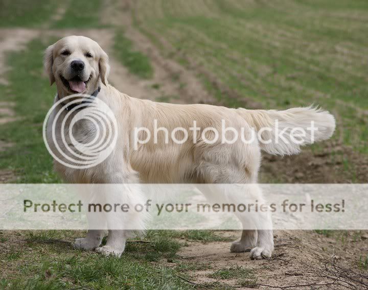 Dog picture