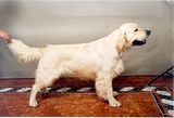 Dog picture