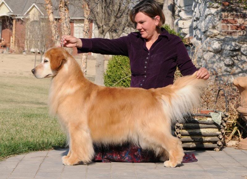 Dog picture