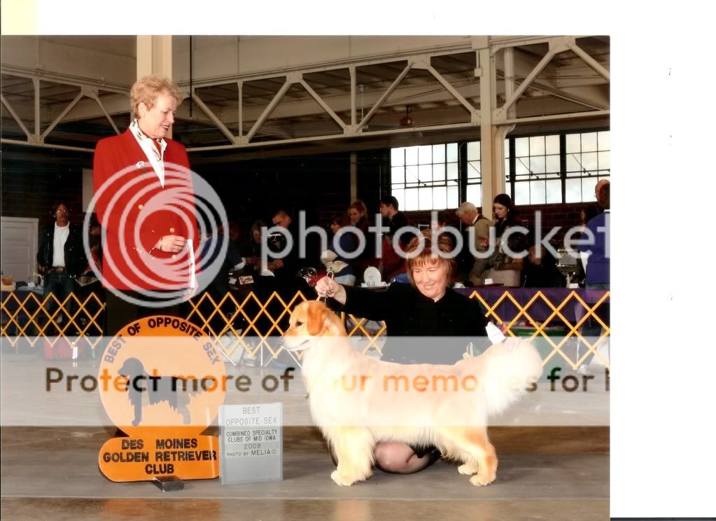 Dog picture