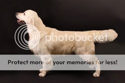 Dog picture
