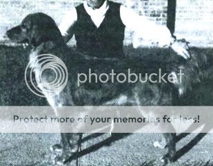Dog picture