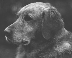 Dog picture