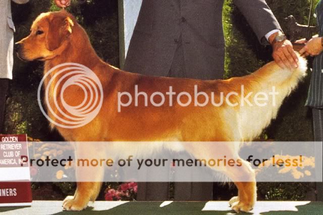 Dog picture
