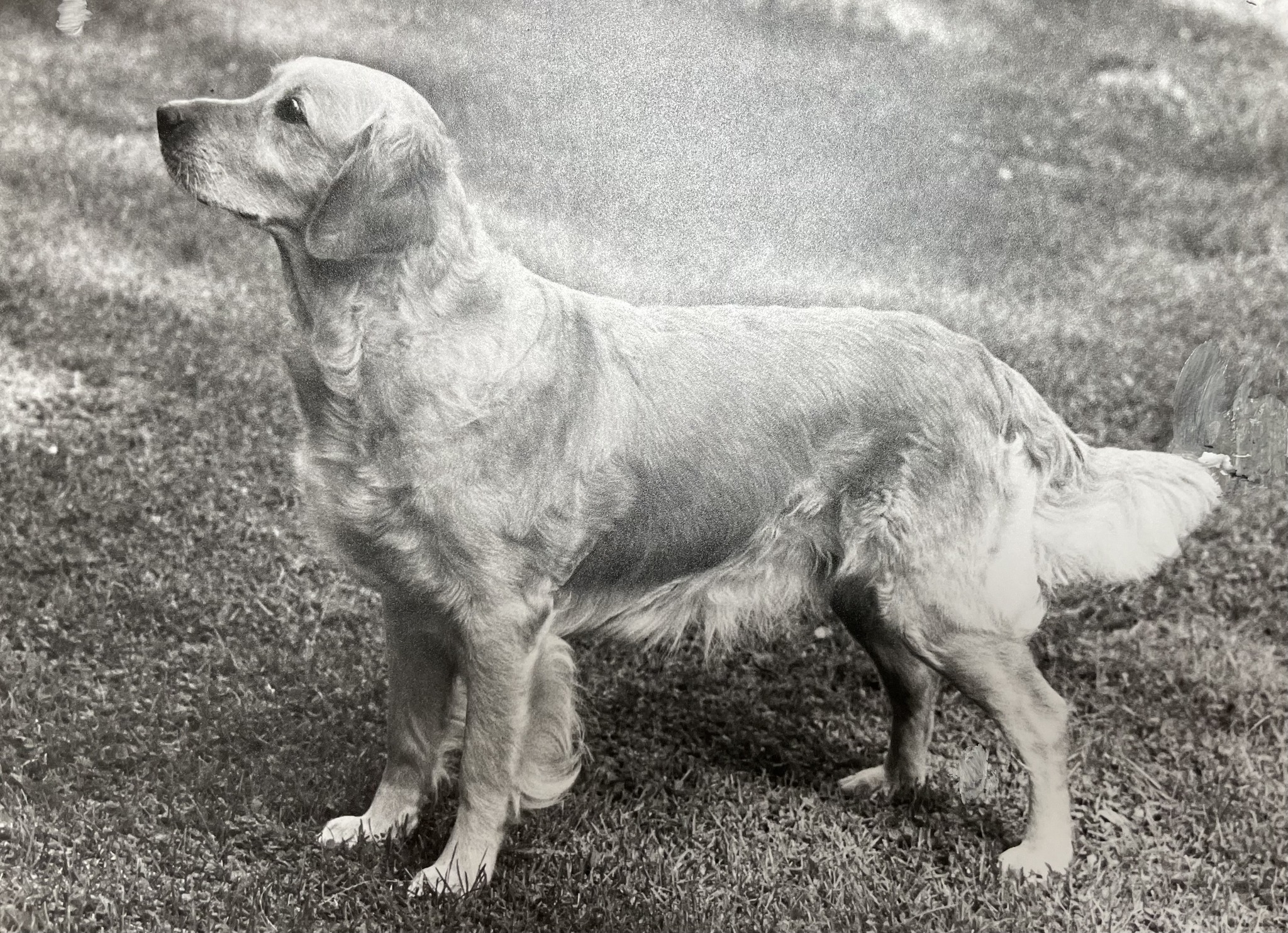 Dog picture