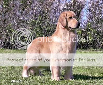 Dog picture