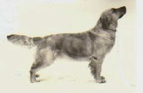 Dog picture