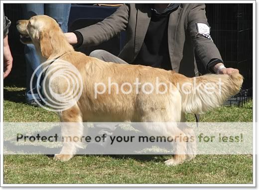 Dog picture
