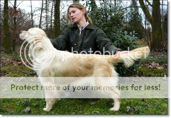 Dog picture