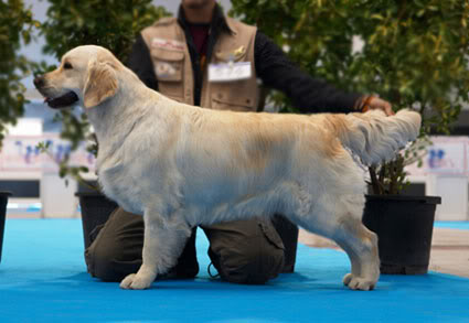 Dog picture