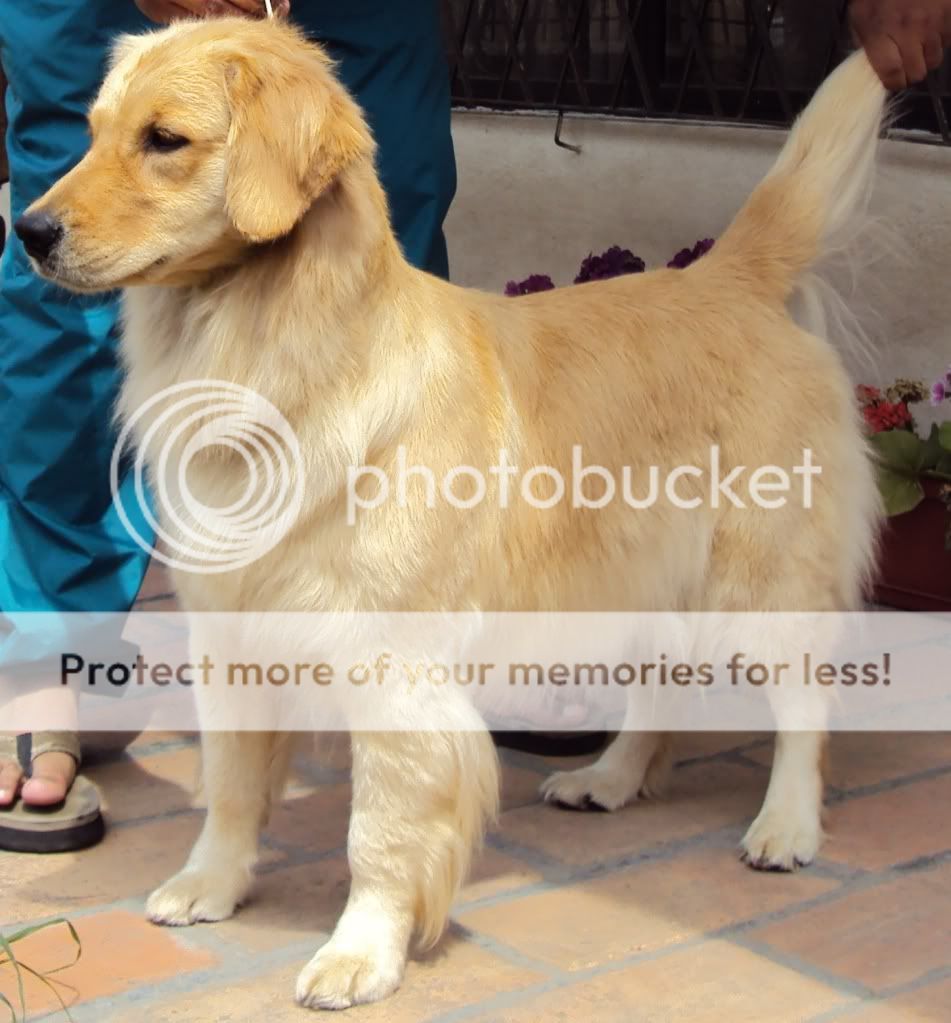Dog picture
