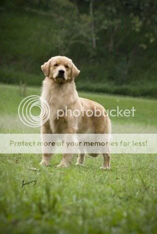 Dog picture