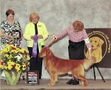 Dog picture