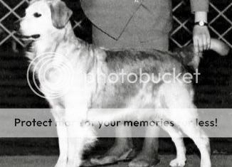 Dog picture