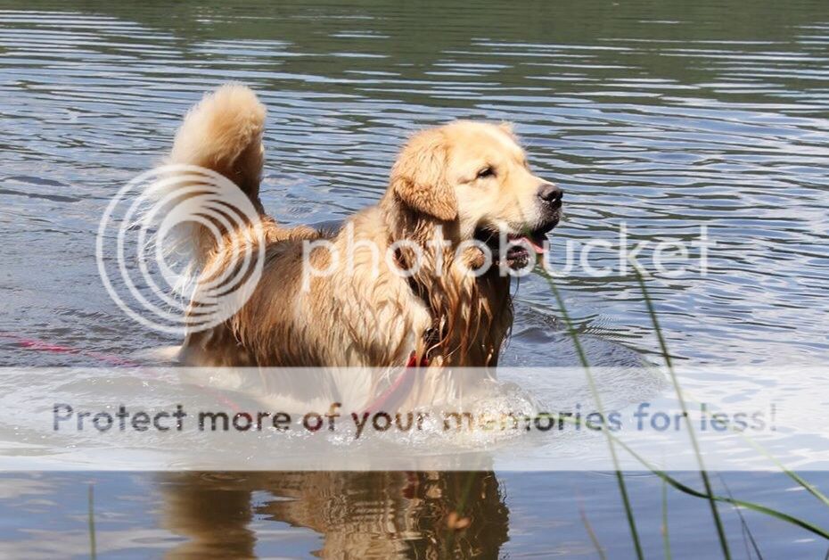 Dog picture