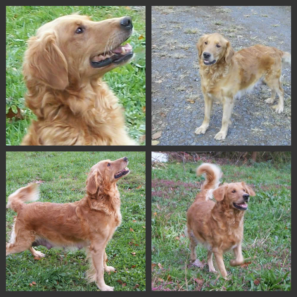 Dog picture