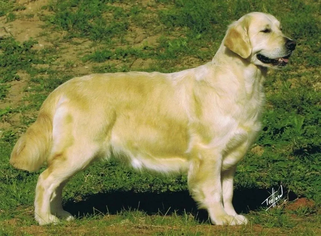 Dog picture