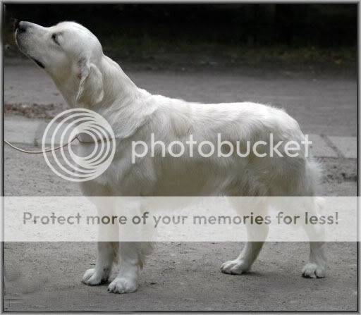 Dog picture