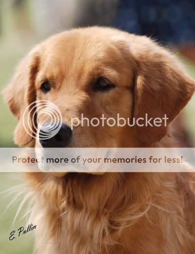 Dog picture