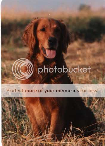 Dog picture