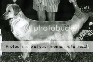 Dog picture