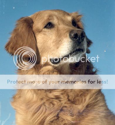 Dog picture