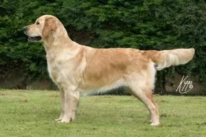 Dog picture