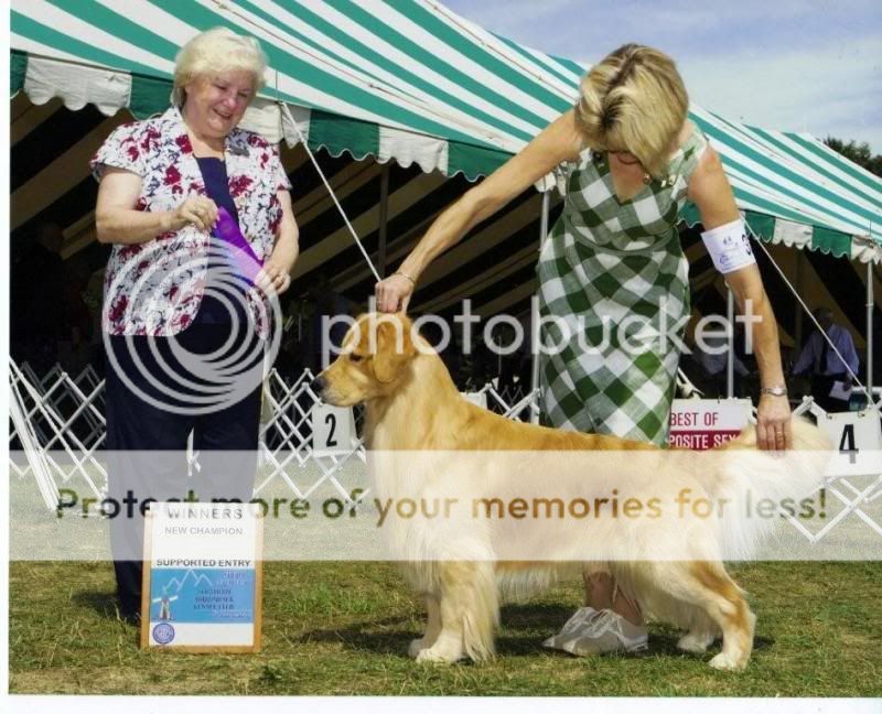 Dog picture