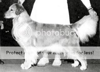 Dog picture