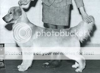 Dog picture