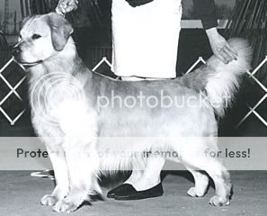Dog picture