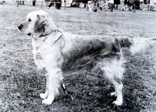 Dog picture