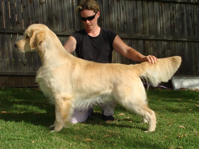 Dog picture