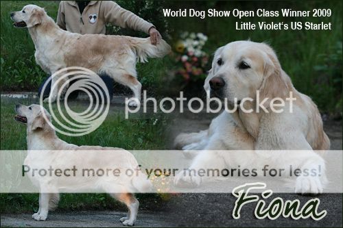 Dog picture