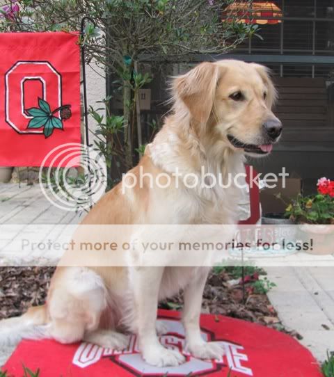 Dog picture