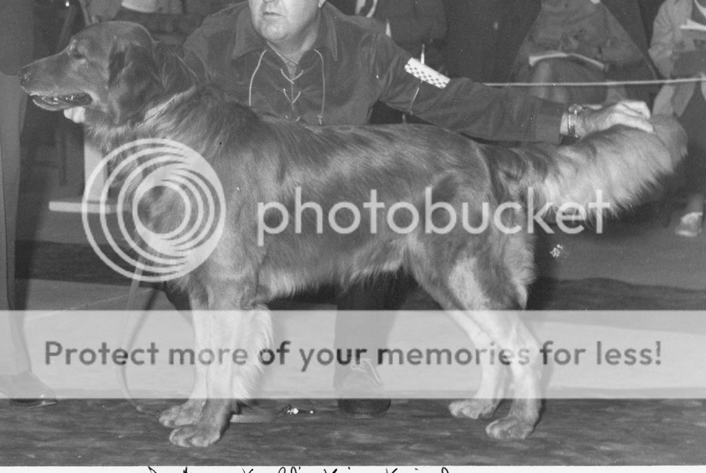 Dog picture