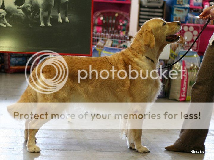 Dog picture
