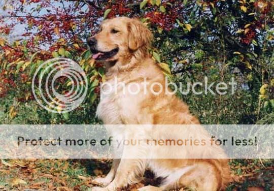 Dog picture