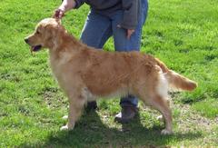 Dog picture