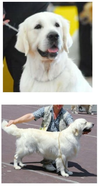 Dog picture